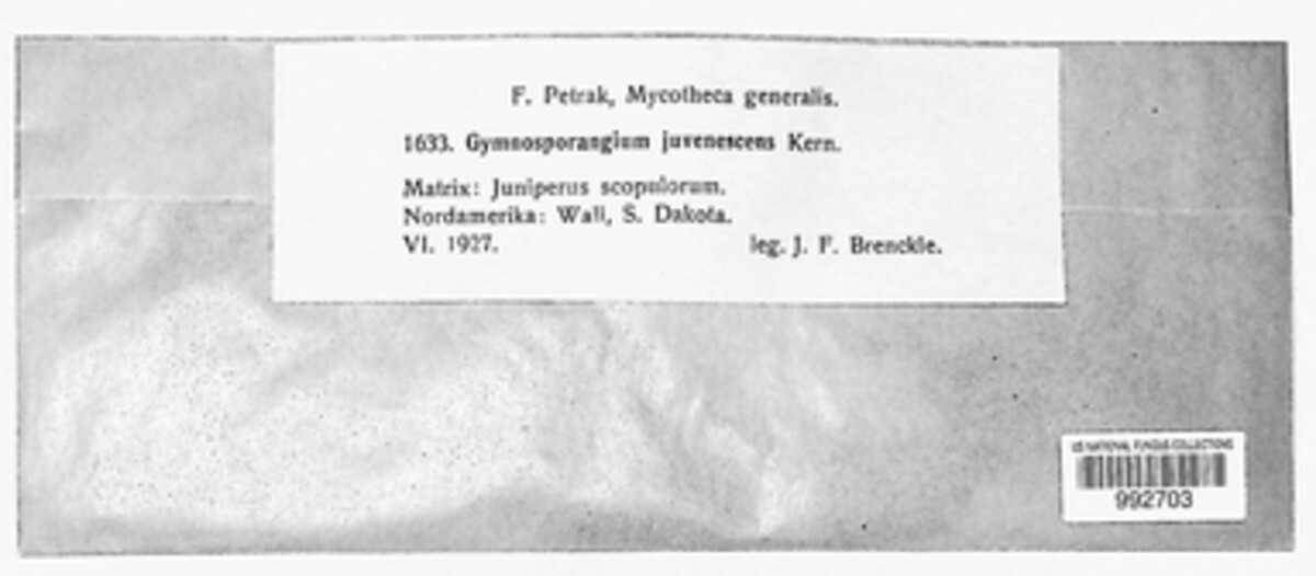 Gymnosporangium nidus-avis image